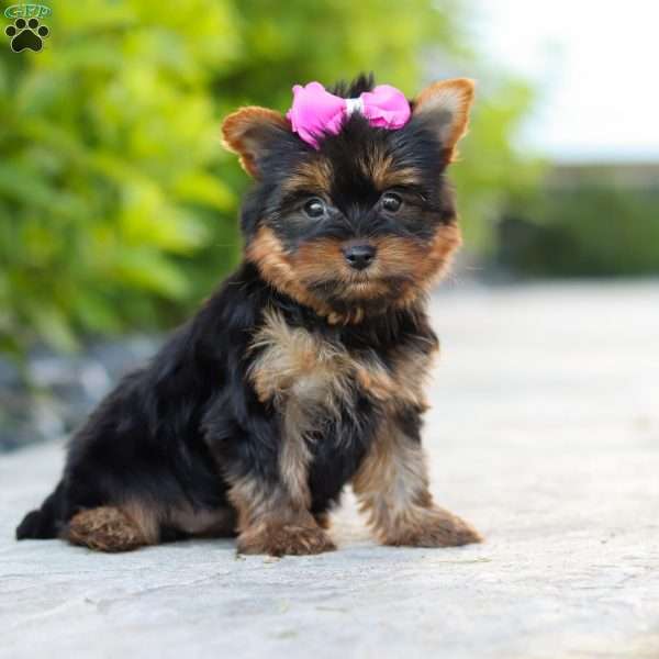Lola, Yorkie Puppy